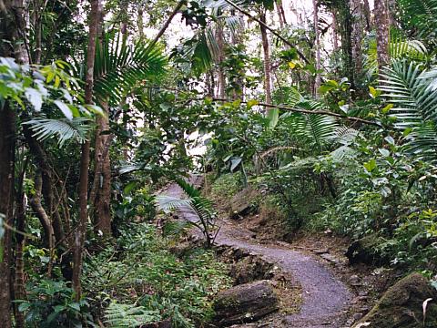 Walking trail through the El Yunque rainforest.