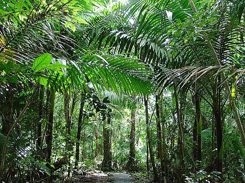 El Yunque rainforest
